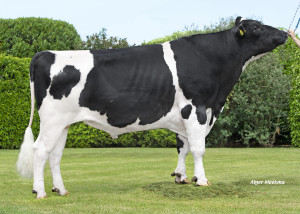 Visstein K&L Banner