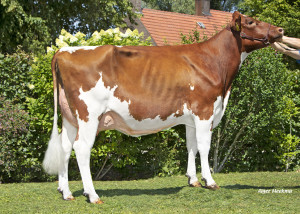 Drouner Abraxas Red P