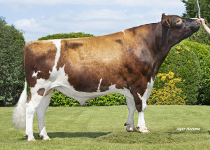 Drouner Abraxas Red P