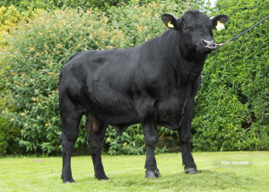 Roydmoor Franklyn T496
