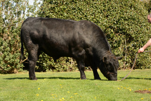 Roydmoor Franklyn T496