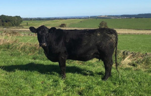 Roydmoor Franklyn T496