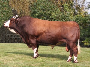Marquis TS