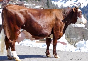 Marquis TS