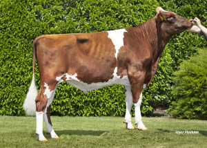 Aukdes Red