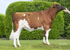 Carambole Red