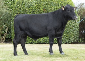 Merteshof Duncaster PP Z267