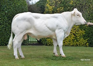 Miel van de Graashook