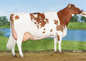 Grashoek Keylon Red P