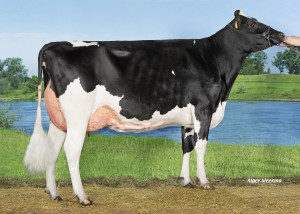 Grashoek Keylon Red P