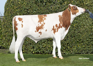 Grashoek Keylon Red P